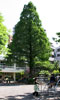 大きな木の下でかけっこ！！　みなと幼稚園｜東京都港区